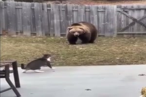 Katzen vertreiben B�ren