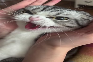 Lustige Katze