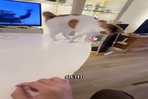 Spa� mit der Katze