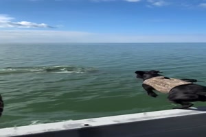 Hund sieht Delfin und springt ins Wasser