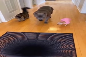 Tiere reagieren wie Menschen