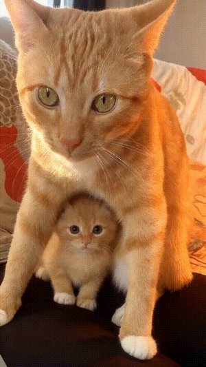 Ist das ein niedliches K�tzchen