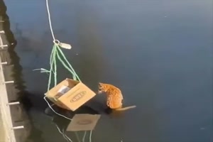 K�tzchen gerettet