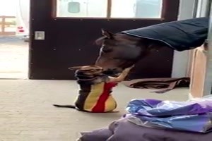 Kleiner Hund grosses Pferd