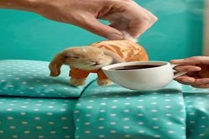 Guten Morgen