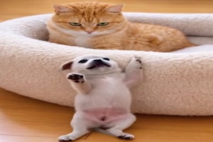 K�tzchen ist behilflich