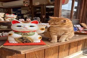 Wieso winkt diese Katze denn nicht?