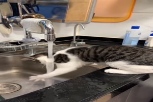 Die Katze und der Wasserhahn