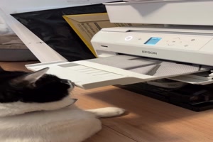 Die Katze und der Drucker