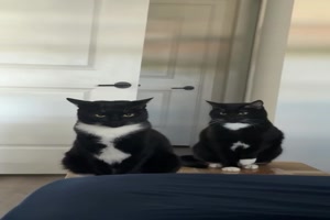 Typisch Katze