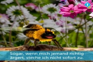 Interview mit einer Hummel