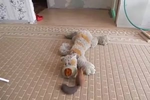 Eichh�rnchen geht voll ab