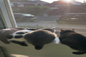 Katzen-Kino