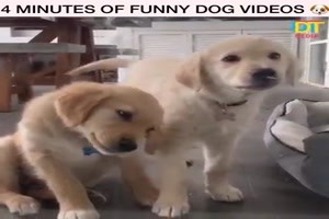 Hunde sind im Herzen Clowns